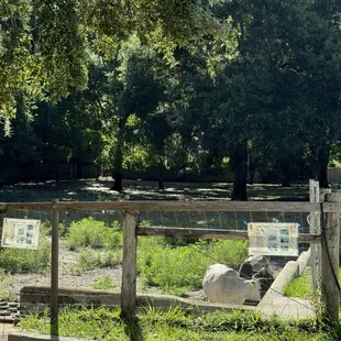 Animals outside restaurant