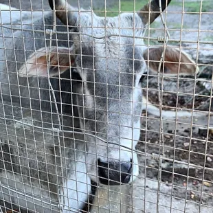 a cow in a fenced in area