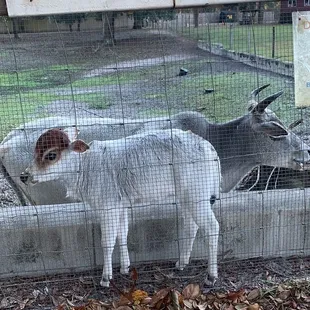 two goats in a fenced in area