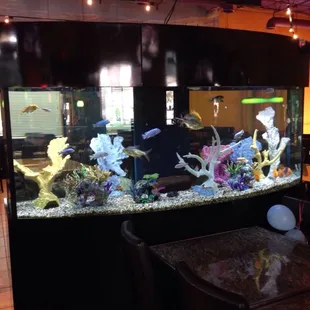 Fish tank is awesome