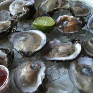 oysters and mussels, food, oysters, mussels, shellfish