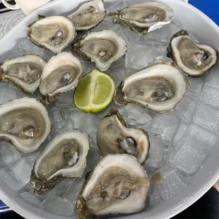 Oysters