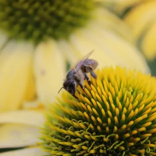 Pollinators love our Echinacea!