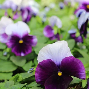 We have many newly arrived species of pansies for a rainbow of color in your fall garden!