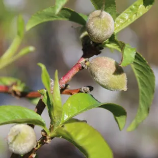 A diversity of fruiting trees including plums, apricots, cherries, pomegranate, pears, apples, almonds and more!
Pictured: Babcock Peach
