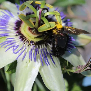 Come check out all the gorgeous vines blooming now! Pictured: Blue Passion Flower
