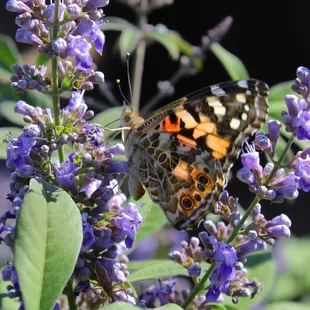 Butterflies are loving the arrival of Summertime Blues Chaste Trees!