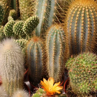 Collection of assorted cactus from our greenhouse.