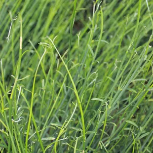 Fragrant spanish broom. We also have selections of Scotch and San Francisco Broom.