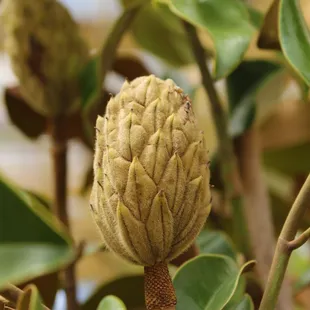 Our magnolia is promising fragrant blooms!