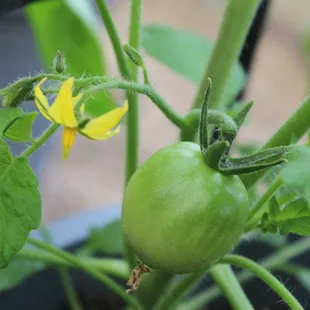 Tomatoes have arrived in all the varieties you love, ready for fruitful harvests!