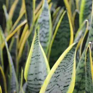 We always keep air purifying snake plants stocked in our greenhouse!