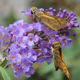 Bring home butterflies with our butterfly bush!