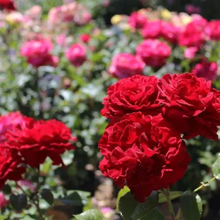 Roses are here by the hundreds, find your blooms here! Explore all our species before you shop on the 2024 rose list page of our site.