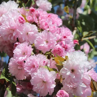 Come wander our rows of blooming ornamental flowering trees! Pictured: Prunus Kwanzan Ornamental Cherry