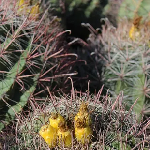 Enhance the natural beauty of your landscape with cacti and yucca from our natives department.