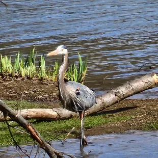 Henry the Blue Heron hangs out near the Boathouse sometimes!