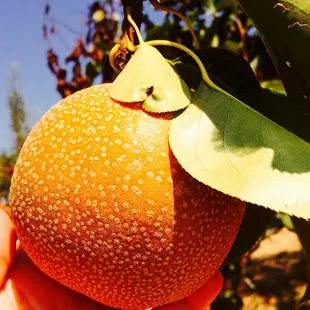 Asian Pear