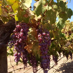 Pretty little grapes on the vine
