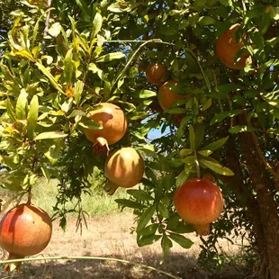 Beautiful Pomegranates