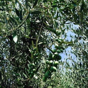 Olives (: