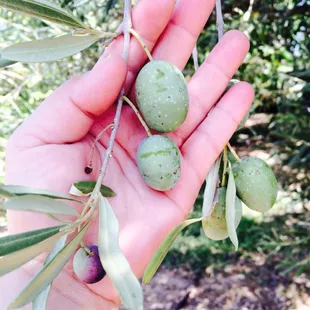 &amp; more olives...!