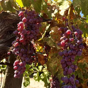 Grapes!