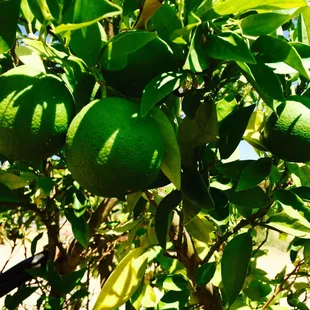 Limes!