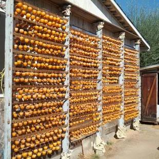 Drying hoshigaki.