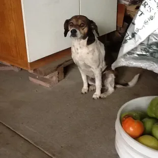 Dog may be grumpy, but it&apos;s got more personality than that