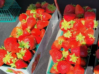 Nai's Berry Farm