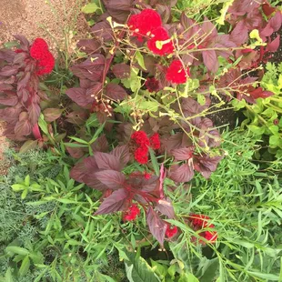 Flowers in bloom so beautiful