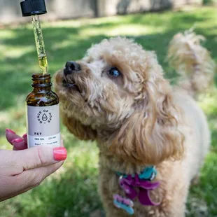CBD for Pets | Ounce of Hope