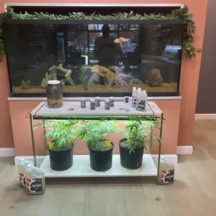 Fish poop makes great fertilizer!!!  Who would have thought you could grow marijuana in a shopping center in East Memphis?!?!?