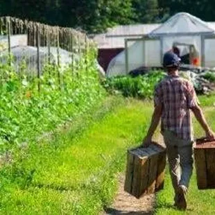 Growing veggies on the farm in College Hill!