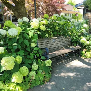 Bench in adjacent garden