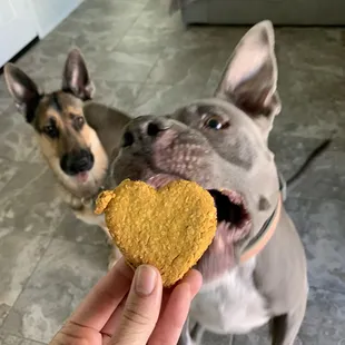 a dog and a person holding a cookie