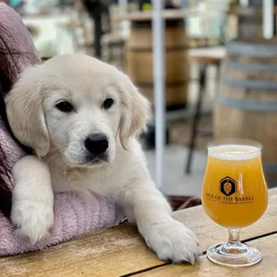 a puppy with a glass of beer