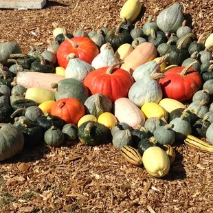 Squash Mandala