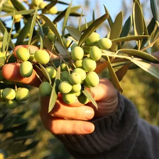a person picking olives from a tree