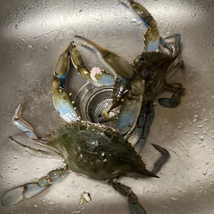Be careful about the size. They will show you large crabs but sell small ones to you. Very misleading