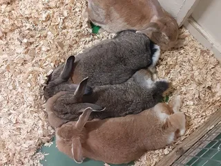 The Texas Zoo