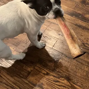 Dog for scale ( beef bone)
