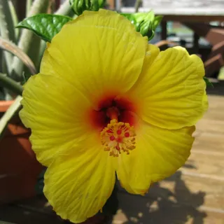 Pamela J.
