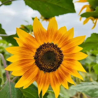 Gma E.