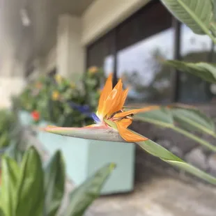 Bird of Paradise