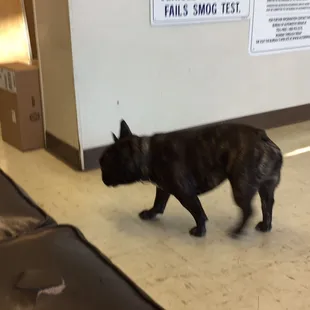 This is the cute little shop dog, Frankie, who wears a Batman collar with panache!