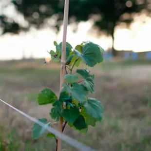 a house in the background
