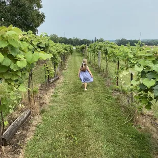 a woman walking through a vineyard
