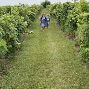 two children walking through a vineyard
